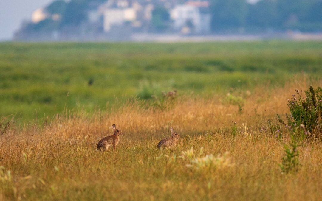 Petit matin dans la baie de Somme (18/07/2025)