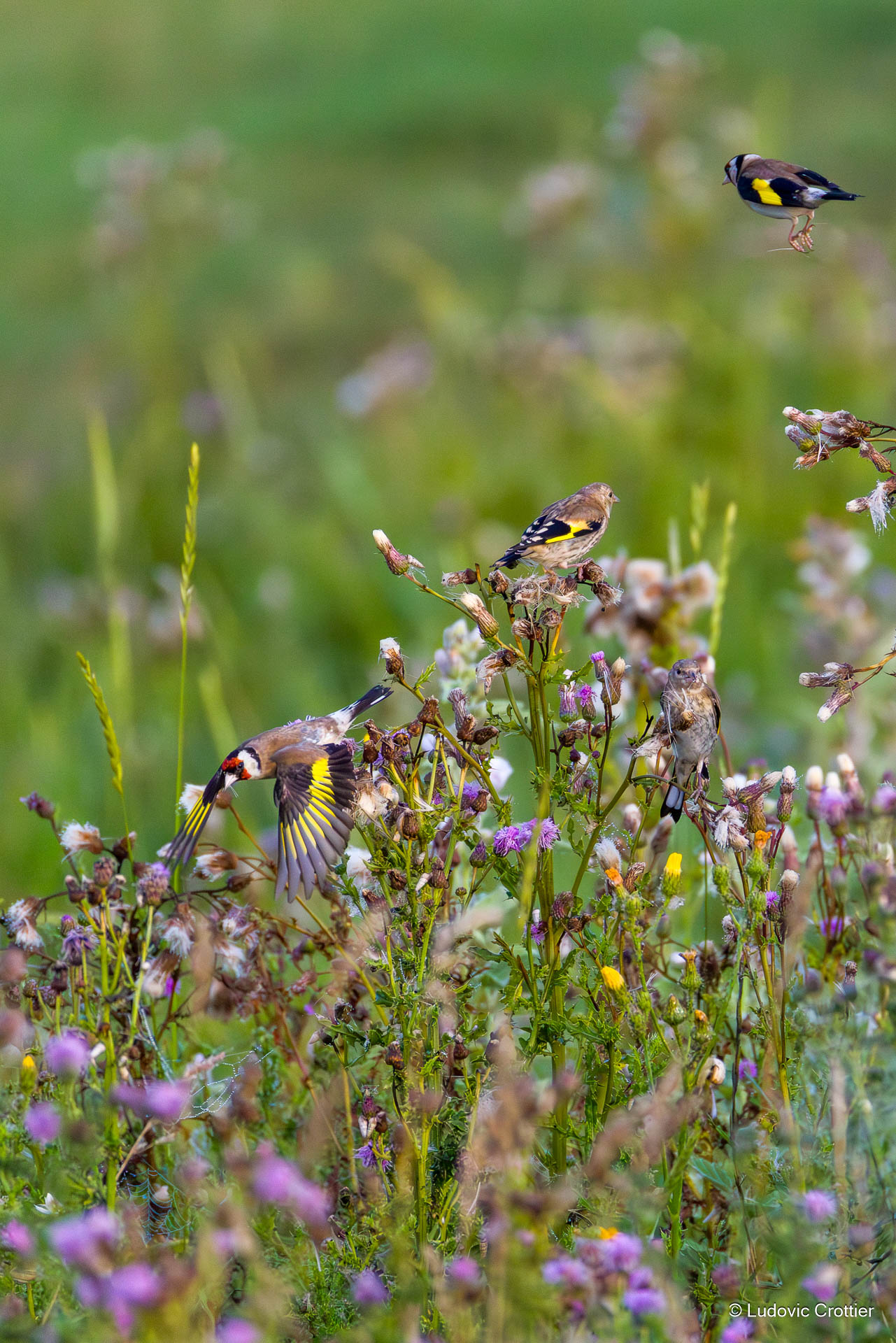 chardonnerets elegants