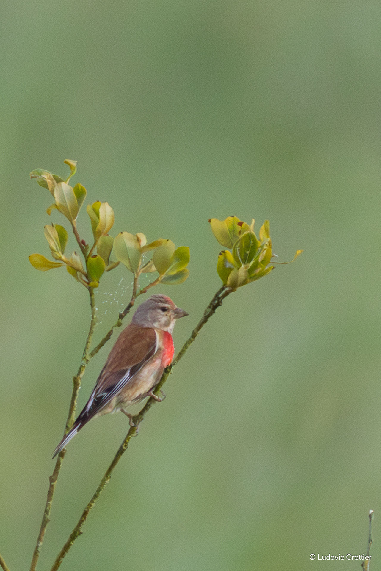 linotte mélodieuse