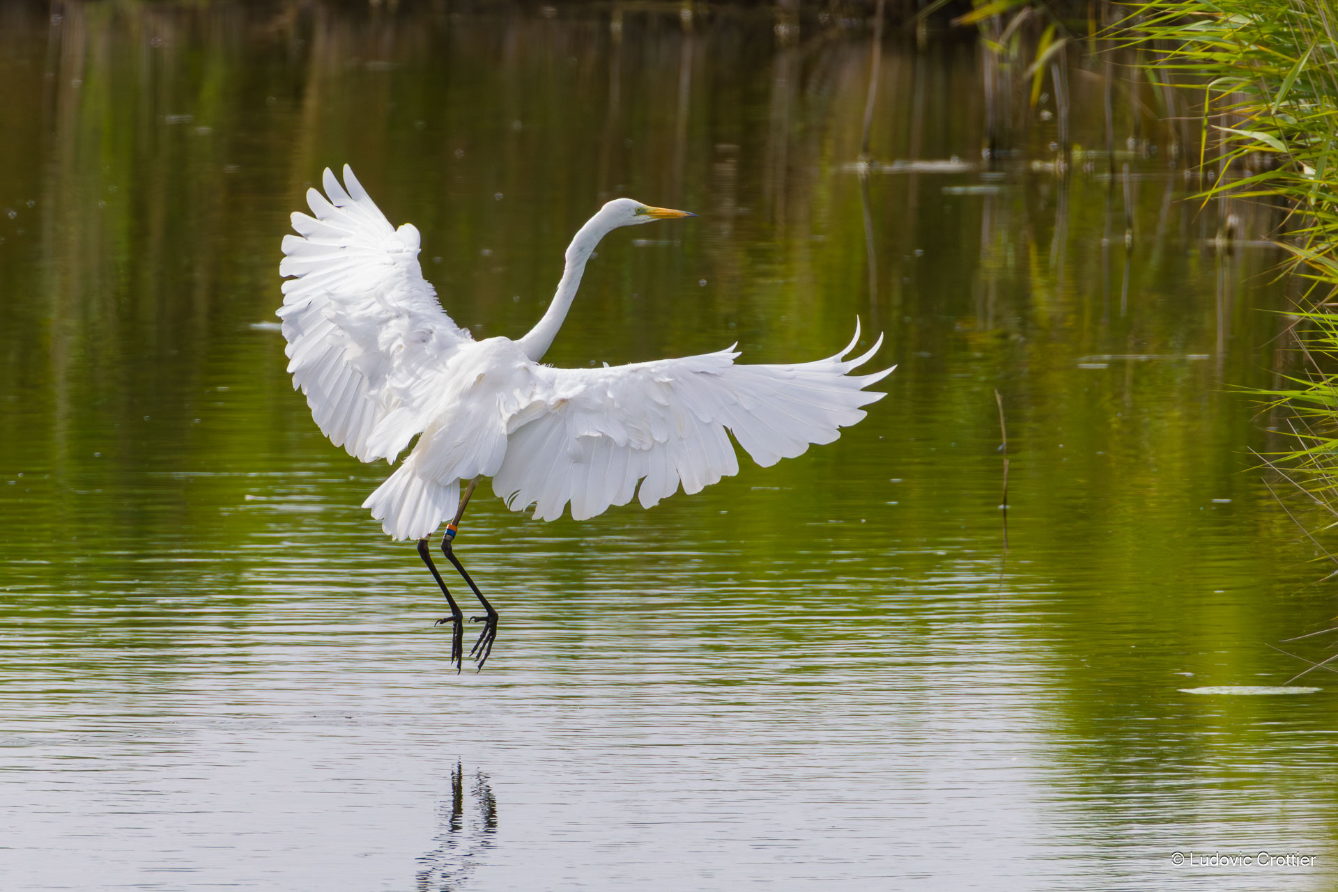 grande aigrette