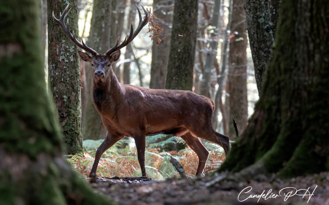 Parc animalier de Boutissaint, 02-03/10/2025