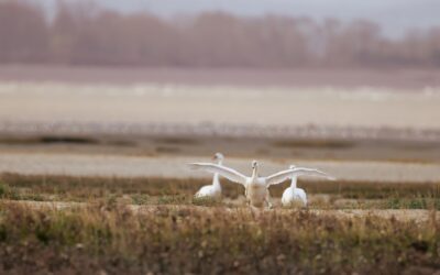 Baie de Somme du 17 11 2025
