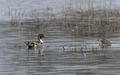 Canards pilets à Grand-Laviers, le vendredi 13-02-2026