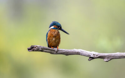 Affût à Condé-folie