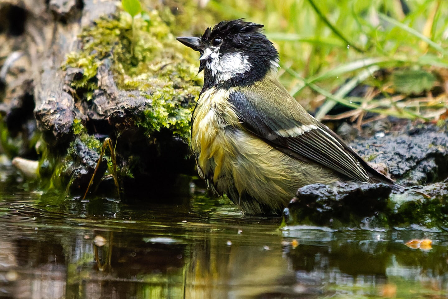 Mésange charbonnière