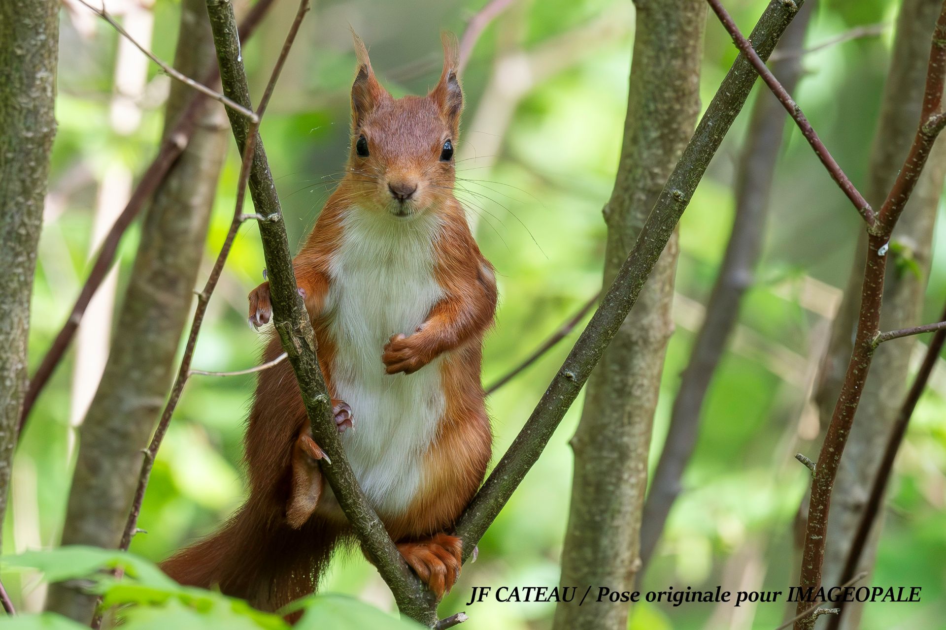 Ecureuil roux