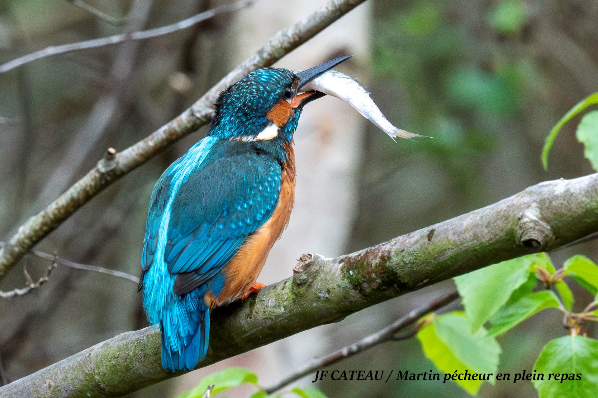 Martin pêcheur d'Europe