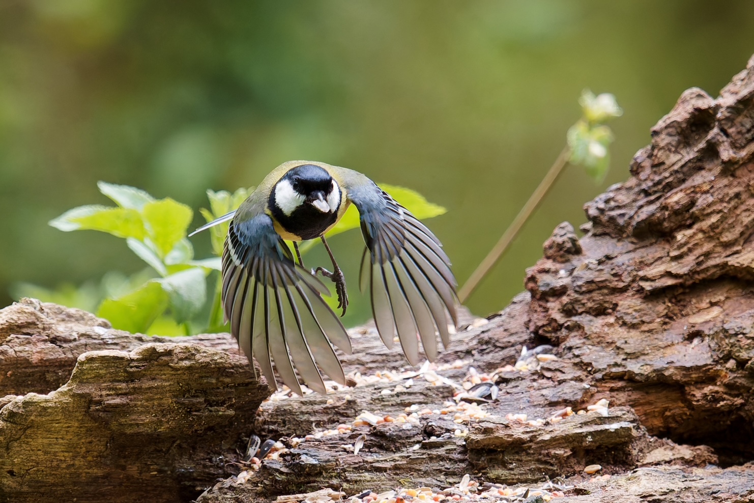 Mésange charbonnière